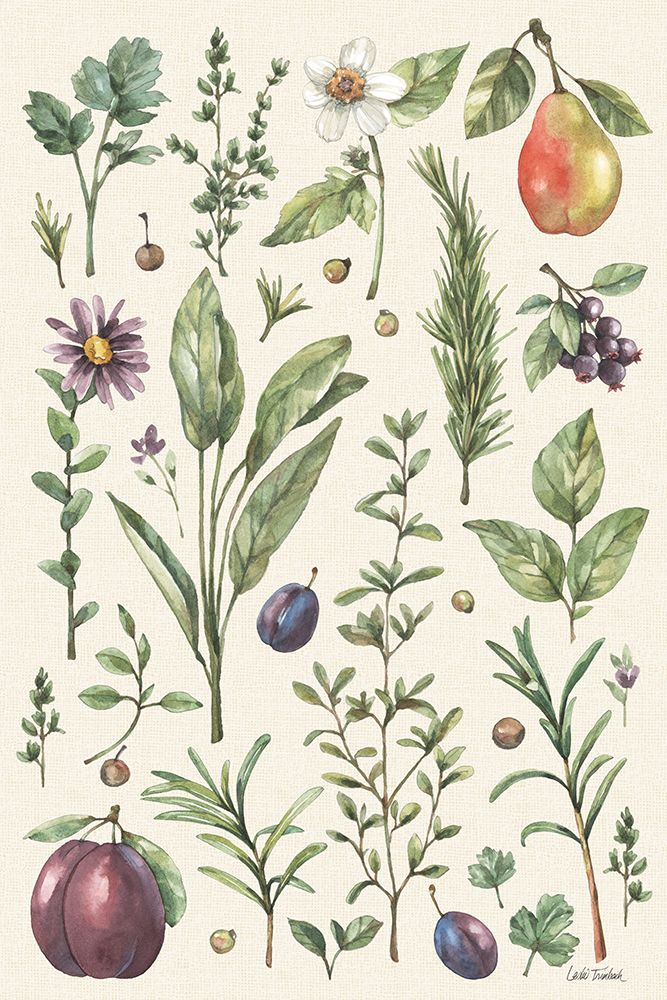 Jardim Ilustrado V — Trimbach, Leslie