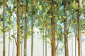 Estudo de Floresta I — recorte — Audit, Lisa