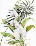Falenópsis Botânica — recorte — McKenna, Kathleen Parr