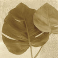 Folha de Costela-de-Adão Ornamentada II — Wild Apple Portfolio