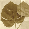 Folha de Costela-de-Adão II — Wild Apple Portfolio
