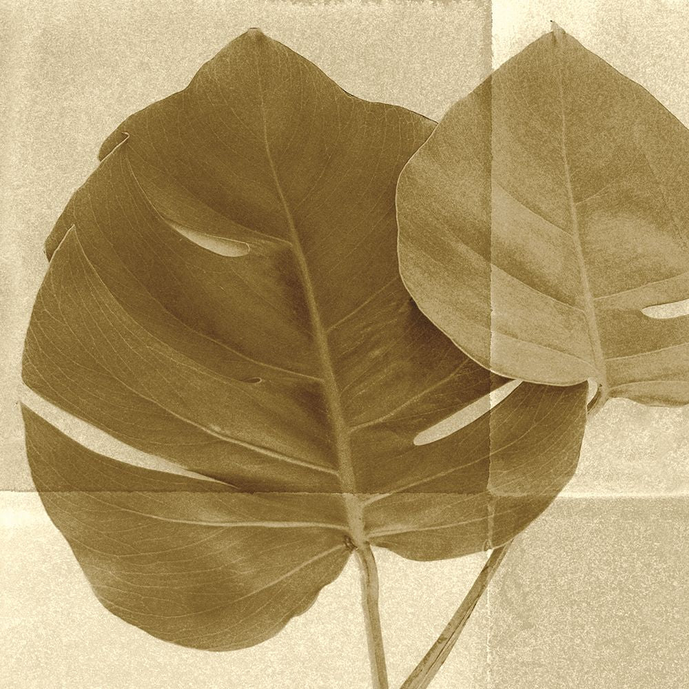 Folha de Costela-de-Adão II — Wild Apple Portfolio