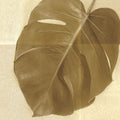Folha de Costela-de-Adão I — Wild Apple Portfolio