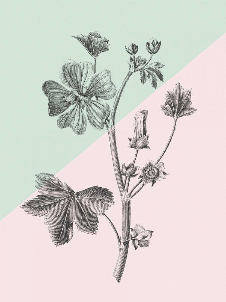 Conversas sobre Botânica VII — blocos de cor — Wild Apple Portfolio