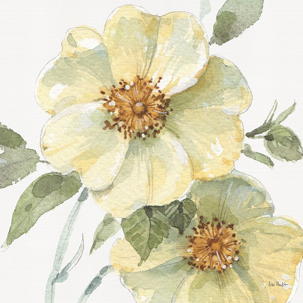 Campina na Primavera VII — Audit, Lisa