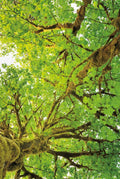 Bordos de Folhas Grandes V — Majchrowicz, Alan
