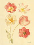 Estudo de Tulipas I — Nai, Danhui