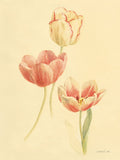 Estudo de Tulipas II — Nai, Danhui
