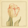 Tulipa I — Nai, Danhui
