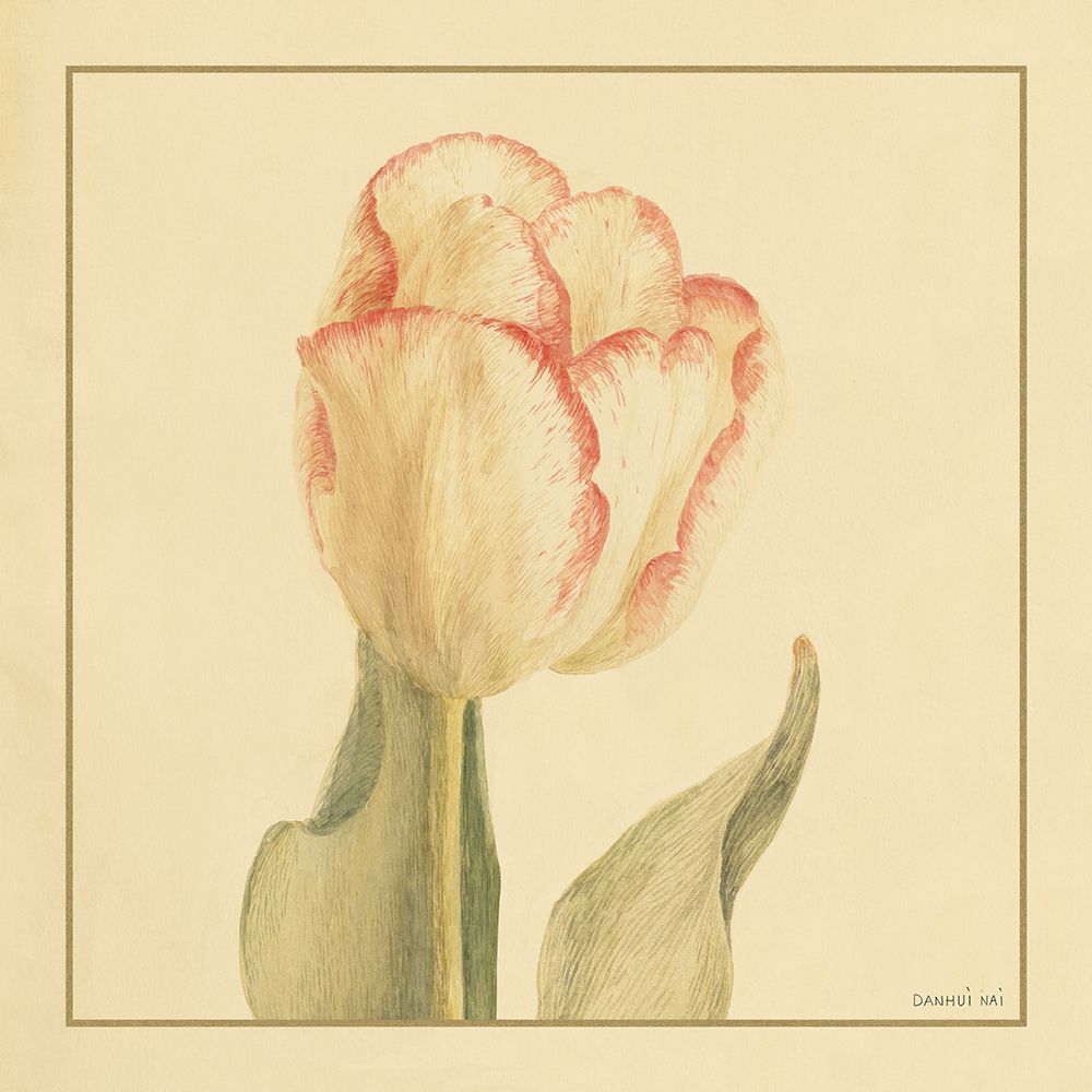 Tulipa I — Nai, Danhui