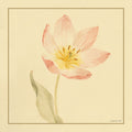 Tulipa II — Nai, Danhui