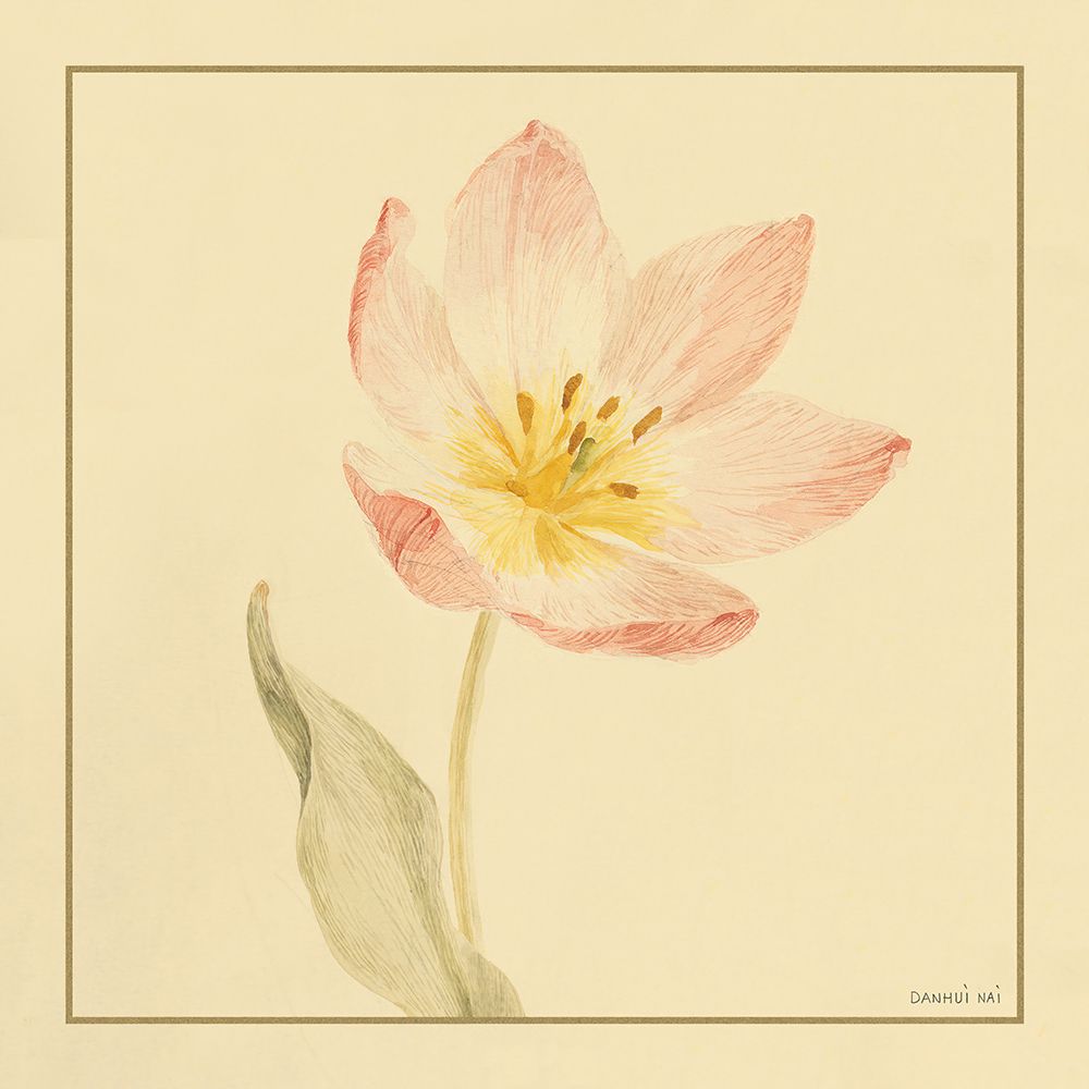 Tulipa II — Nai, Danhui