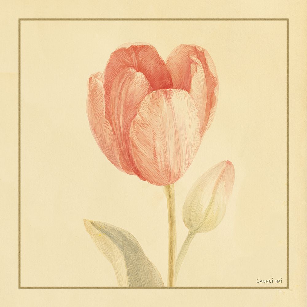 Tulipa III — Nai, Danhui