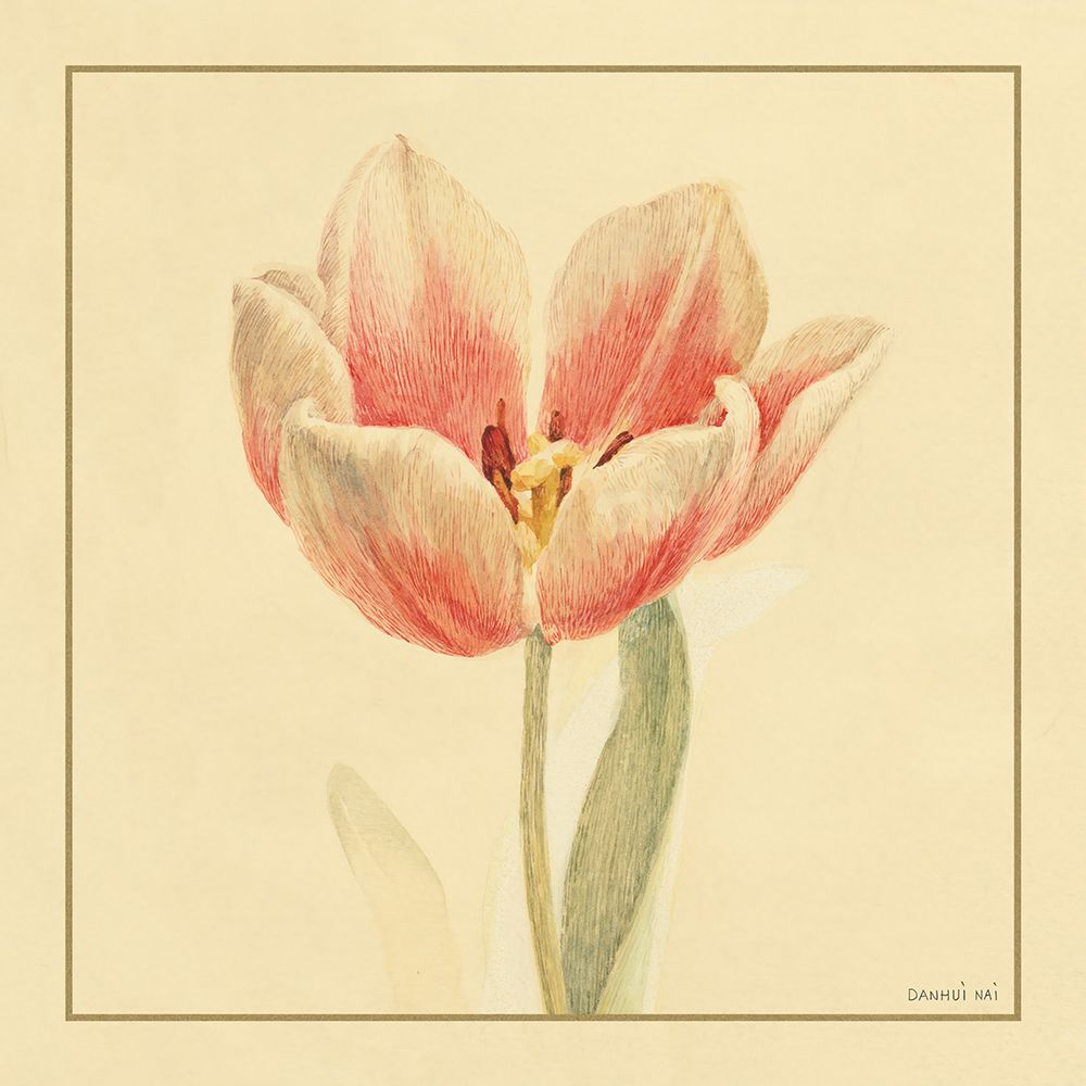 Tulipa IV — Nai, Danhui