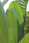 Detalhe de Palmeira IV — Wild Apple Portfolio