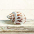 Concha e Madeira do Mar II — Nai, Danhui