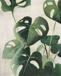Estudo Tropical IV — Purinton, Julia