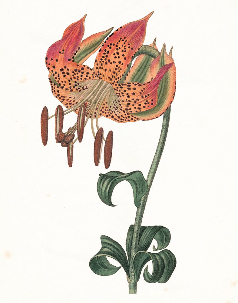 Lírio-Tigre Botânico — Wild Apple Portfolio