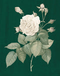 Rosas Brancas sobre Verde I — Wild Apple Portfolio