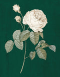 Rosas Brancas sobre Verde II — Wild Apple Portfolio