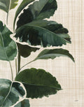Estudo Tropical I Linho — Purinton, Julia