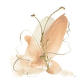 Flor da Borboleta II — Paschke, Chris