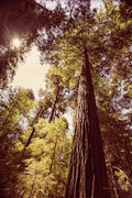 Sequoias 1 — Van Swearingen, Debra