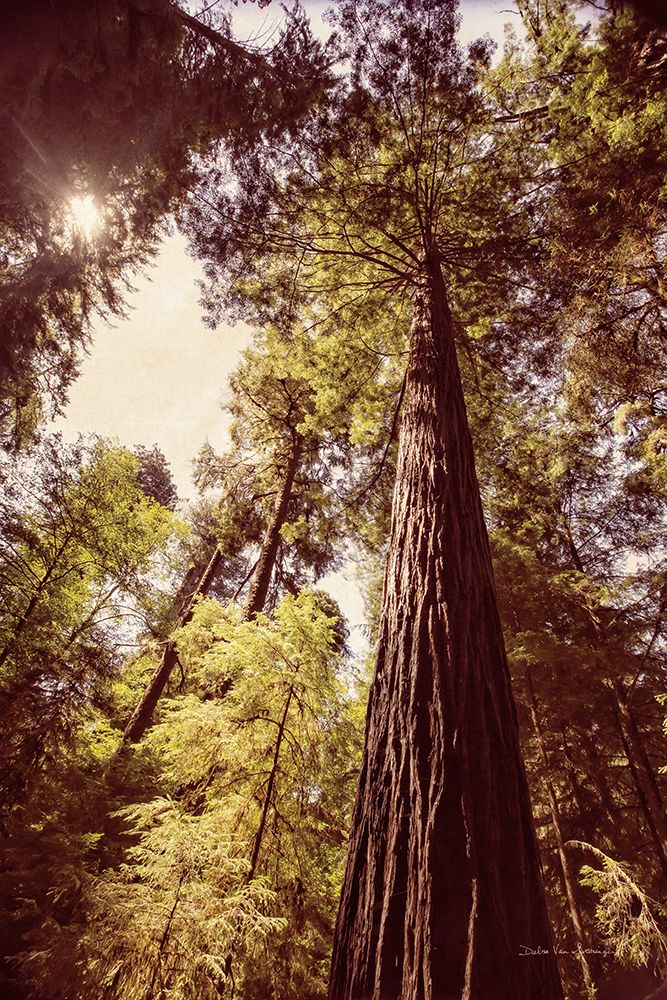Sequoias 1 — Van Swearingen, Debra