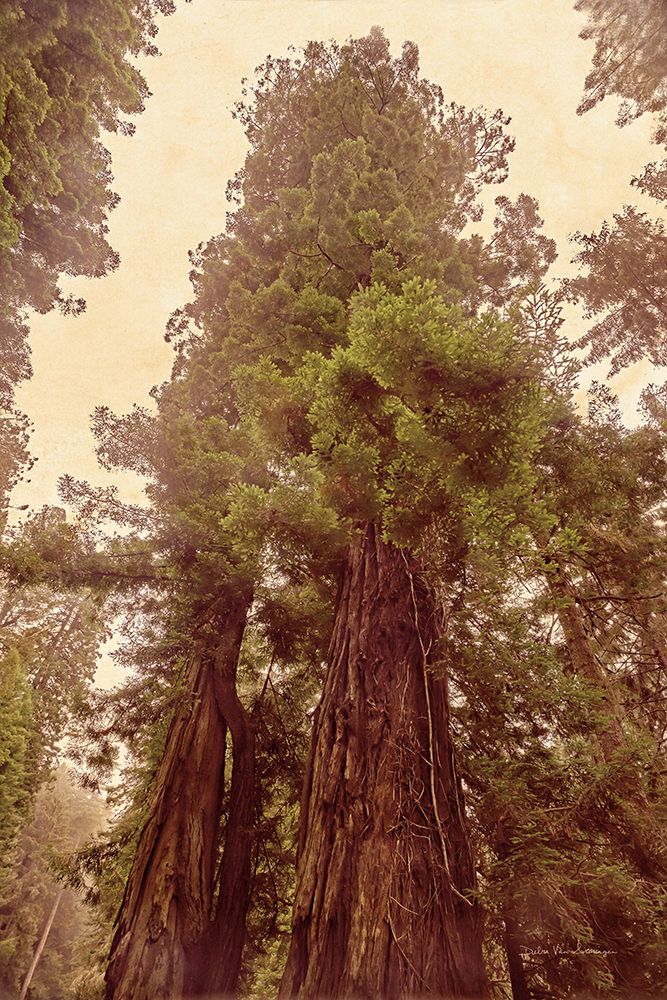 Sequoias II — Van Swearingen, Debra