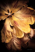 Detalhe de Tulipa I — Van Swearingen, Debra