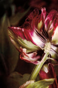 Detalhe de Tulipa II — Van Swearingen, Debra