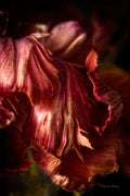 Detalhe de Tulipa III — Van Swearingen, Debra