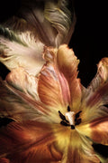 Detalhe de Tulipa IV — Van Swearingen, Debra