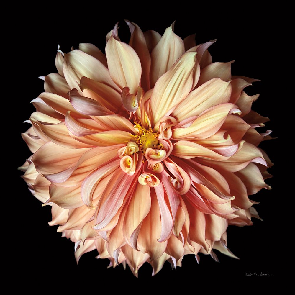 Dália II 1 — Van Swearingen, Debra