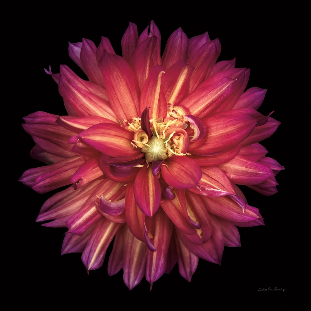 Dália III 1 — Van Swearingen, Debra
