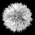 Dália I 2 — preto e branco — Van Swearingen, Debra