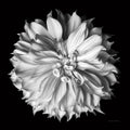 Dália II 2 — preto e branco — Van Swearingen, Debra