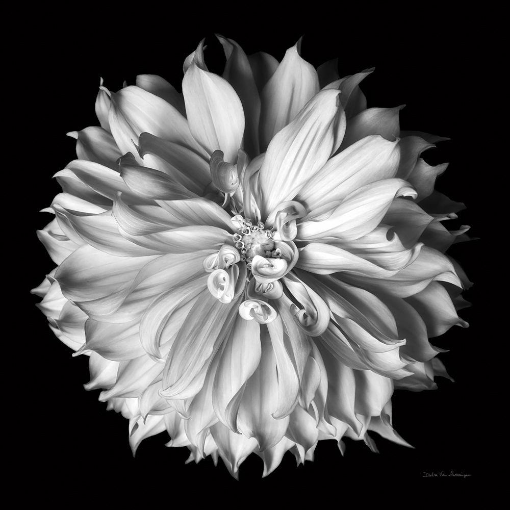 Dália II 2 — preto e branco — Van Swearingen, Debra