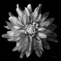 Dália V 2 — preto e branco — Van Swearingen, Debra