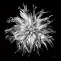 Dália VI 2 — preto e branco — Van Swearingen, Debra