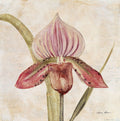 Orquídea III — Blum, Cheri