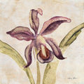 Orquídea IV — Blum, Cheri