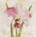 Orquídea VI — Blum, Cheri