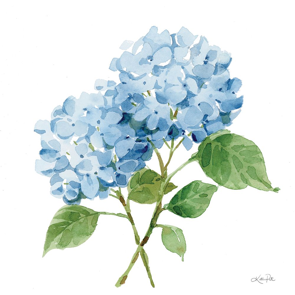 Hortênsia Azul I — Pete, Katrina