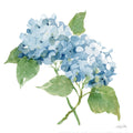 Hortênsia Azul II — Pete, Katrina