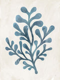 Flora e Fauna da Praia II 2 — Adams, Sarah