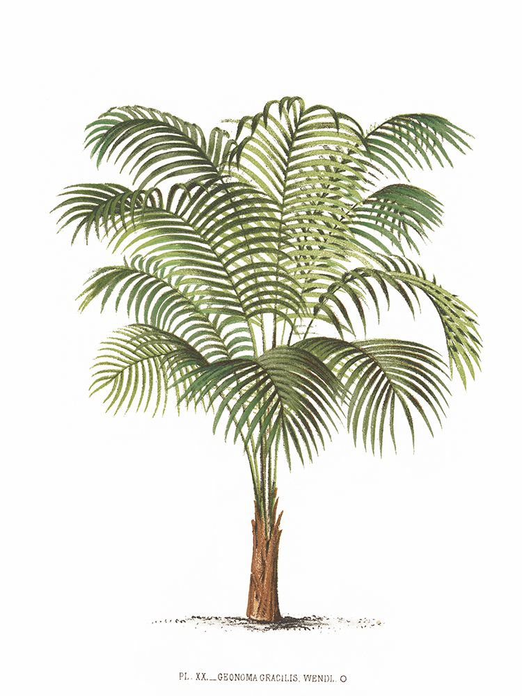 Les Palmiers sobre Branco II — Unknown