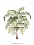 Les Palmiers sobre Branco III — Unknown