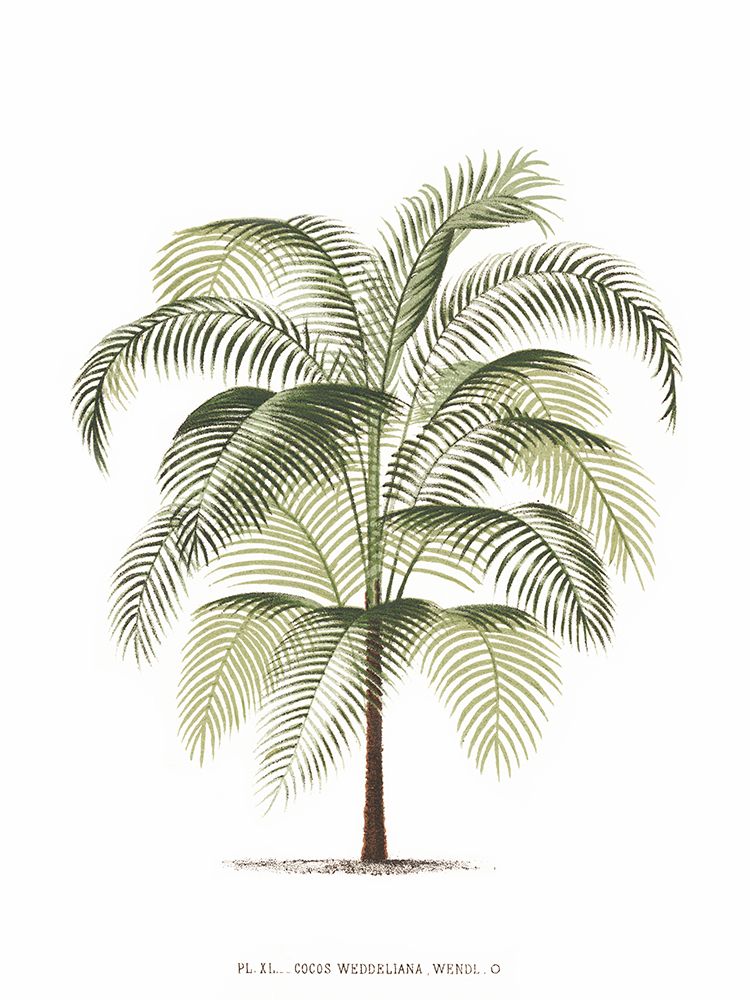 Les Palmiers sobre Branco III — Unknown