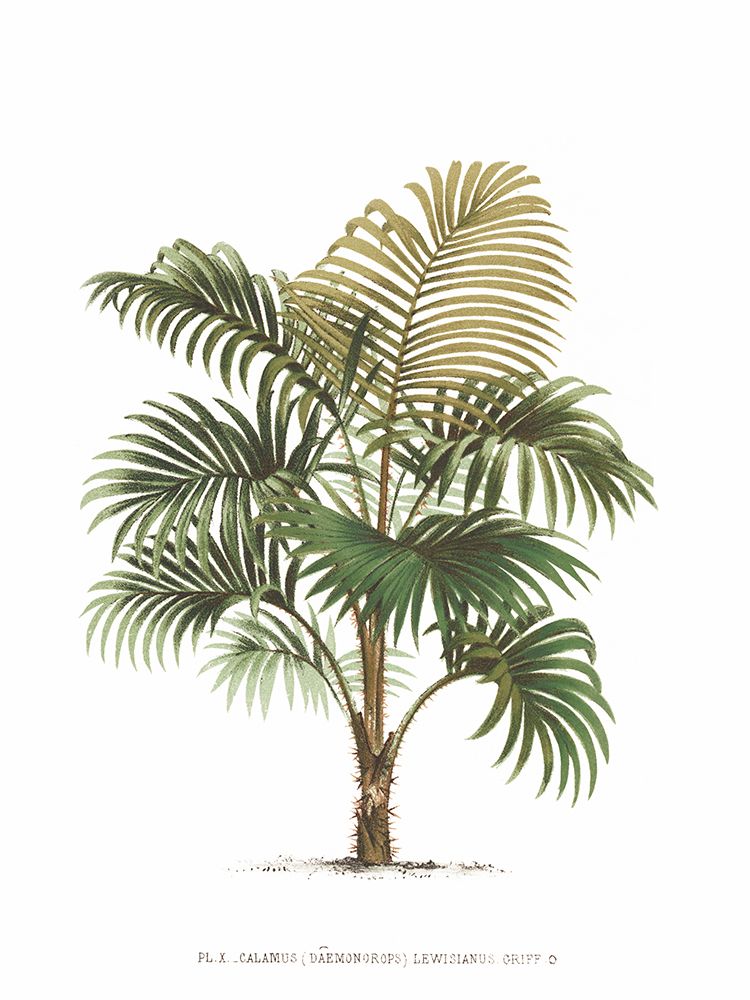 Les Palmiers sobre Branco IV — Unknown